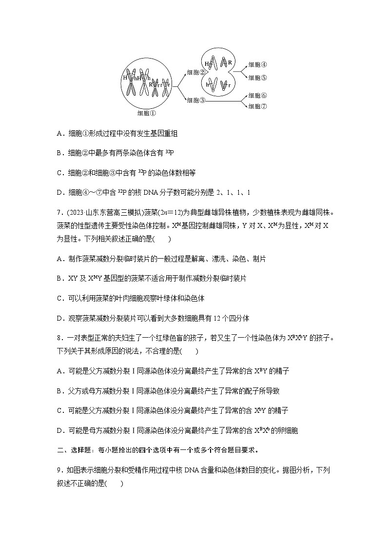 人教版2024届高考生物一轮复习减数分裂与有丝分裂的比较及观察蝗虫精母细胞减数分裂装片作业含答案第3页