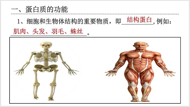 人教版2019必修一生物学2.4《蛋白质是生命活动的主要承担者》课件+同步分层练习04