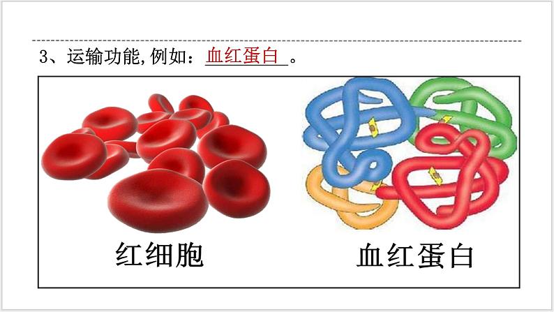 人教版2019必修一生物学2.4《蛋白质是生命活动的主要承担者》课件+同步分层练习06