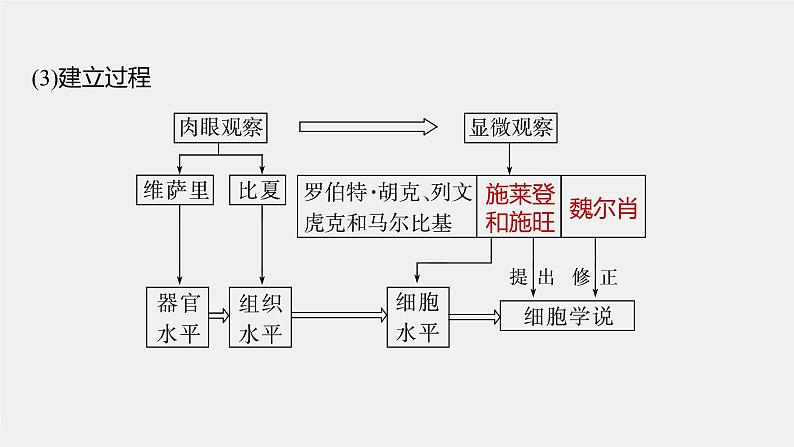 2024年高考生物一轮复习（新人教版） 第1单元　第1课时　走近细胞第7页