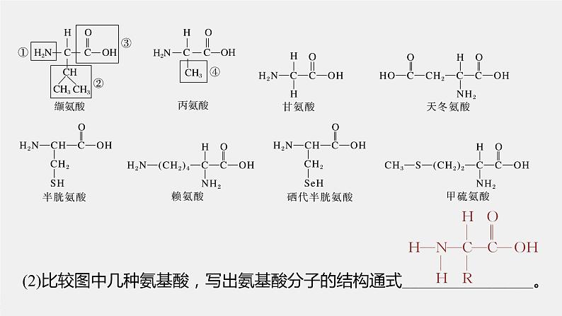 2024年高考生物一轮复习（新人教版） 第1单元　第3课时　蛋白质是生命活动的主要承担者 练习课件07