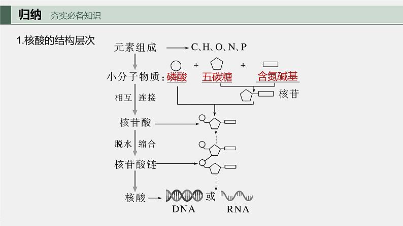 2024年高考生物一轮复习（新人教版） 第1单元　第4课时　核酸是遗传信息的携带者、有机物的鉴定 练习课件05