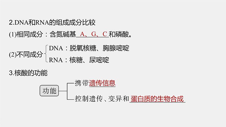 2024年高考生物一轮复习（新人教版） 第1单元　第4课时　核酸是遗传信息的携带者、有机物的鉴定 练习课件06