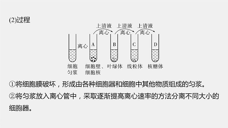 2024年高考生物一轮复习（新人教版） 第2单元　第2课时　细胞器之间的分工合作 练习课件06
