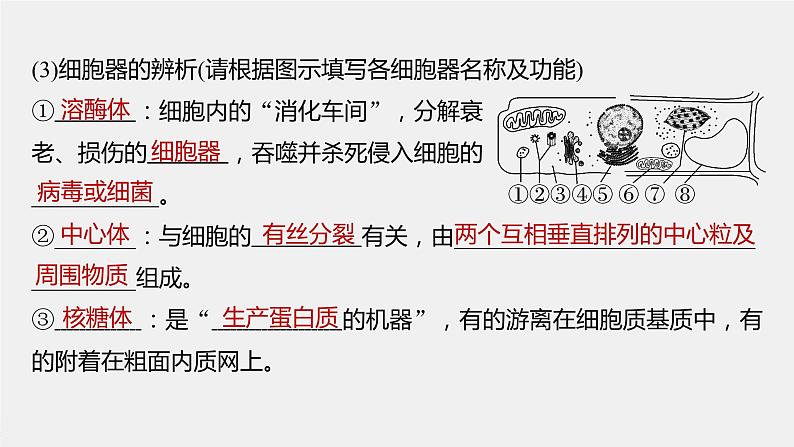 2024年高考生物一轮复习（新人教版） 第2单元　第2课时　细胞器之间的分工合作 练习课件07