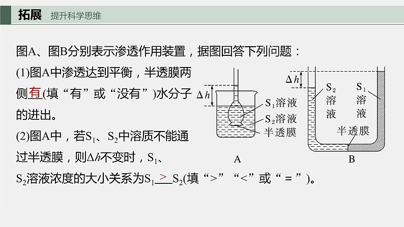 2024年高考生物一轮复习（新人教版） 第2单元　第4课时　水进出细胞的原理 练习课件08