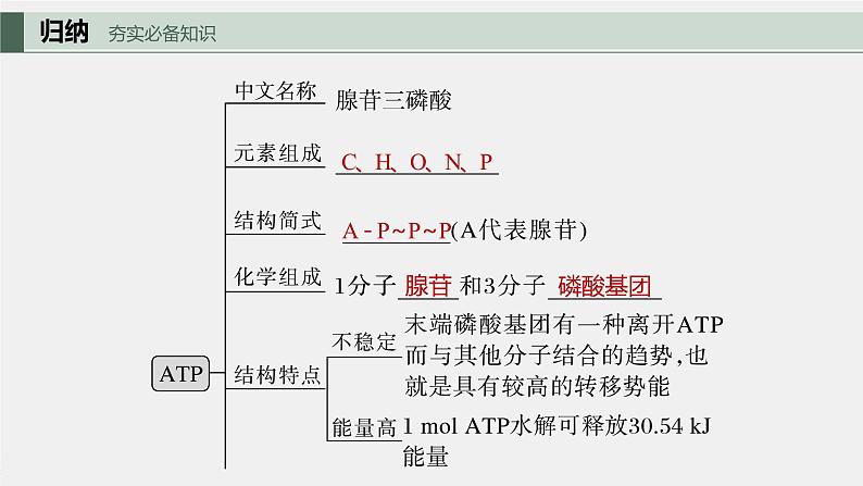 2024年高考生物一轮复习（新人教版） 第3单元　第2课时　细胞的能量“货币”ATP 练习课件05