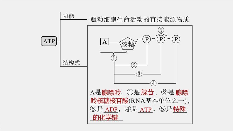 2024年高考生物一轮复习（新人教版） 第3单元　第2课时　细胞的能量“货币”ATP 练习课件06