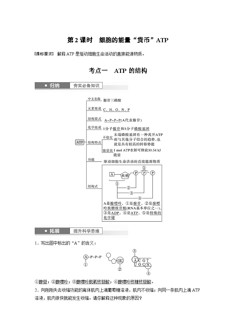 2024年高考生物一轮复习（新人教版） 第3单元　第2课时　细胞的能量“货币”ATP 练习课件01
