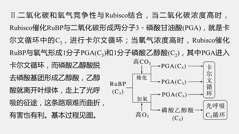 2024年高考生物一轮复习（新人教版） 第3单元　解惑练2　光呼吸和光抑制04