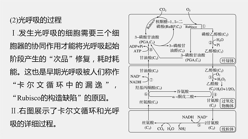 2024年高考生物一轮复习（新人教版） 第3单元　解惑练2　光呼吸和光抑制05