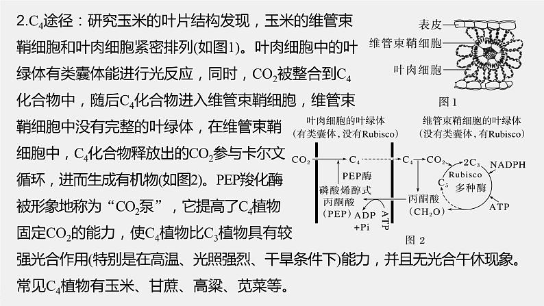 2024年高考生物一轮复习（新人教版） 第3单元　解惑练1　C3植物、C4植物和CAM植物03