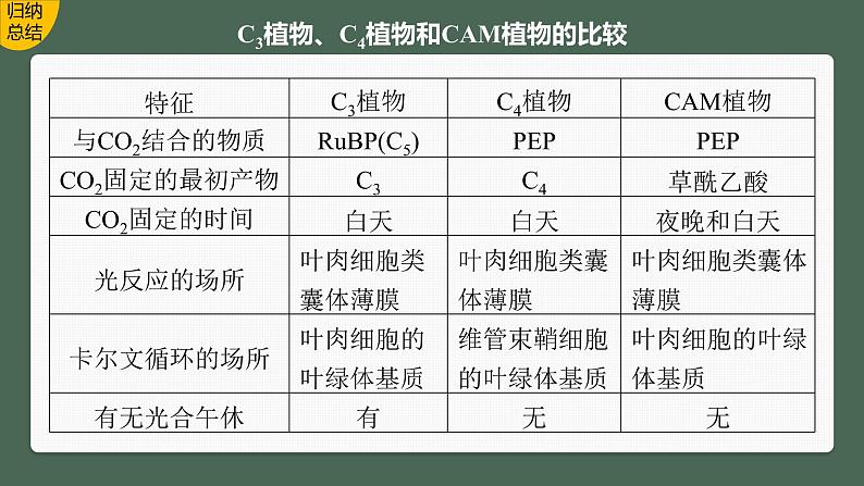 2024年高考生物一轮复习（新人教版） 第3单元　解惑练1　C3植物、C4植物和CAM植物05