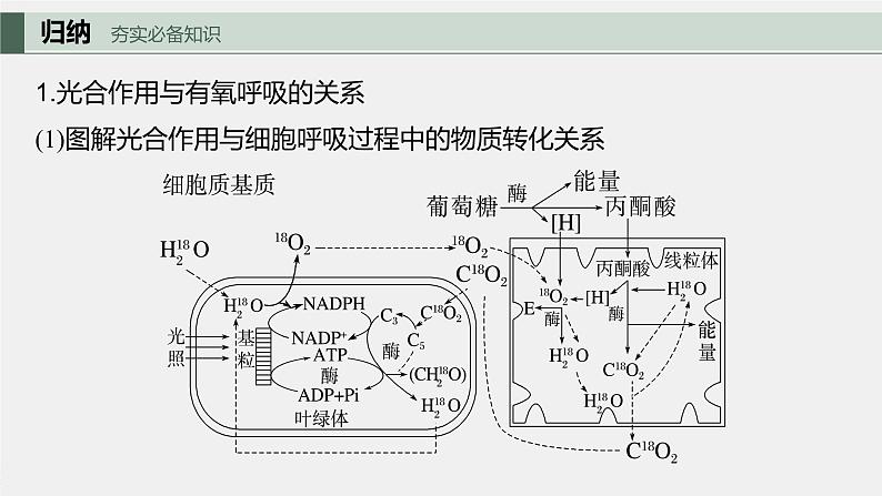 2024年高考生物一轮复习（新人教版） 第3单元　第7课时　光合作用和细胞呼吸的综合分析 练习课件05