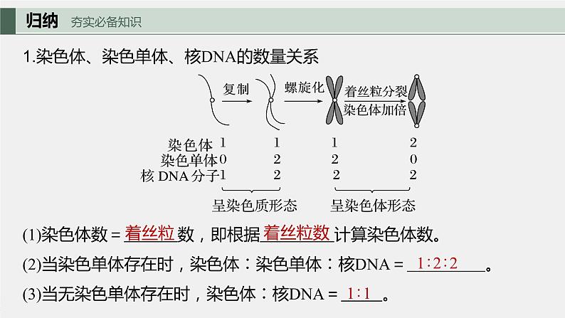 2024年高考生物一轮复习（新人教版） 第4单元　第2课时　有丝分裂过程中相关变化及观察实验 练习课件05