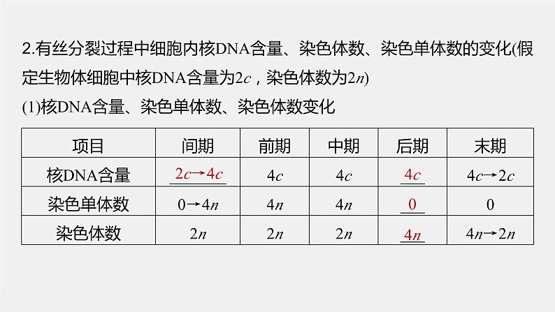 2024年高考生物一轮复习（新人教版） 第4单元　第2课时　有丝分裂过程中相关变化及观察实验 练习课件06