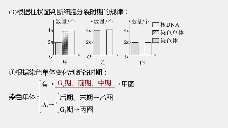 2024年高考生物一轮复习（新人教版） 第4单元　第2课时　有丝分裂过程中相关变化及观察实验 练习课件08