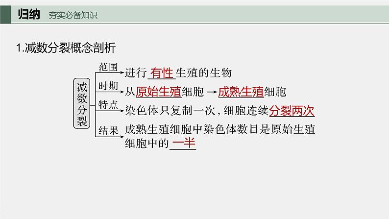 2024年高考生物一轮复习（新人教版） 第4单元　第3课时　减数分裂和受精作用 练习课件05