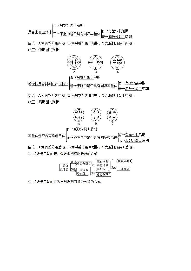 2024年高考生物一轮复习（新人教版） 第4单元　第4课时　减数分裂与有丝分裂的比较及观察蝗虫精母细胞减数分裂装片 练习课件02