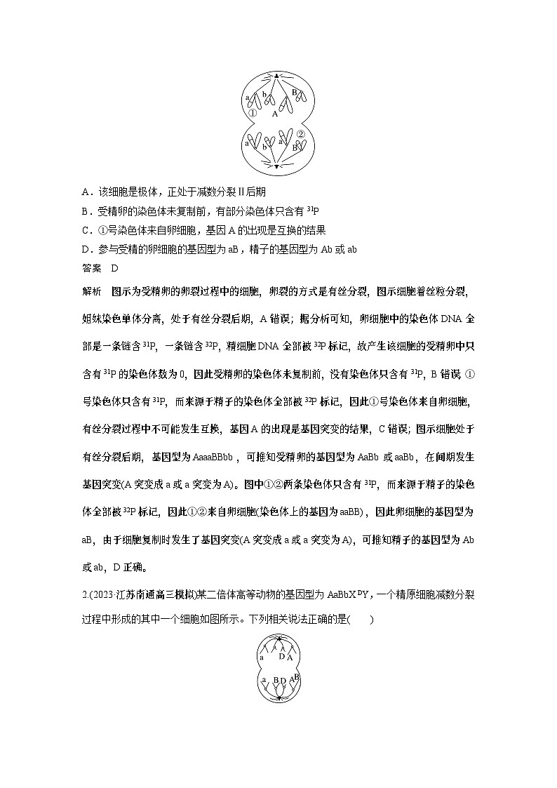 2024年高考生物一轮复习（新人教版） 第4单元　微专题三　减数分裂与可遗传变异的关系03