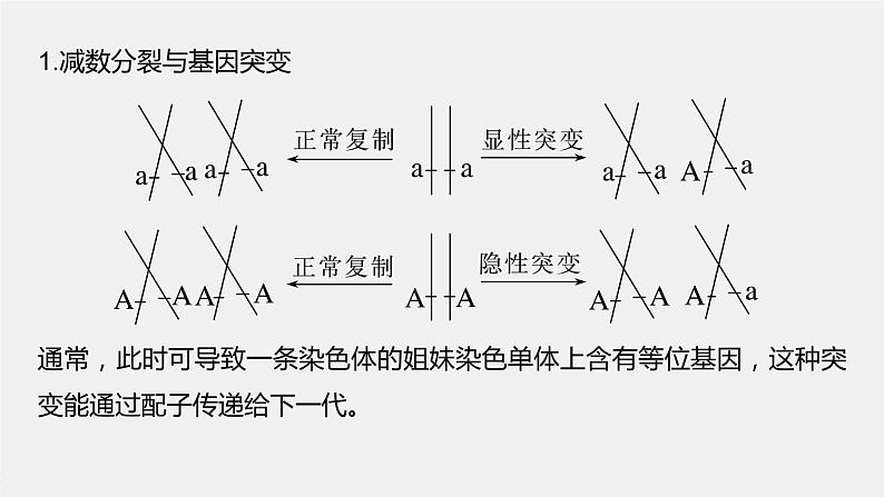 2024年高考生物一轮复习（新人教版） 第4单元　微专题三　减数分裂与可遗传变异的关系02