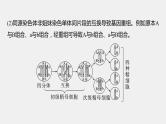 2024年高考生物一轮复习（新人教版） 第4单元　微专题三　减数分裂与可遗传变异的关系