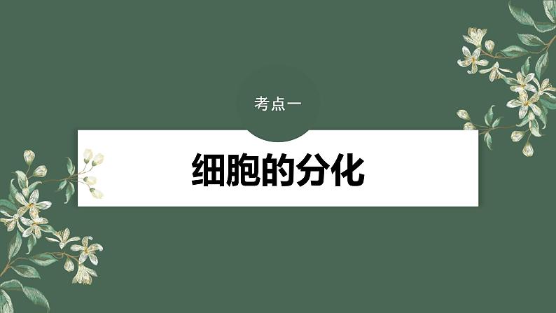 2024年高考生物一轮复习（新人教版） 第4单元　第5课时　细胞的分化、衰老和死亡 练习课件04