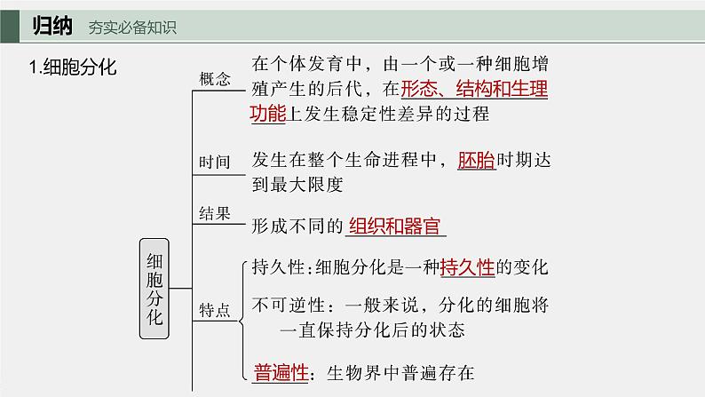 2024年高考生物一轮复习（新人教版） 第4单元　第5课时　细胞的分化、衰老和死亡 练习课件05