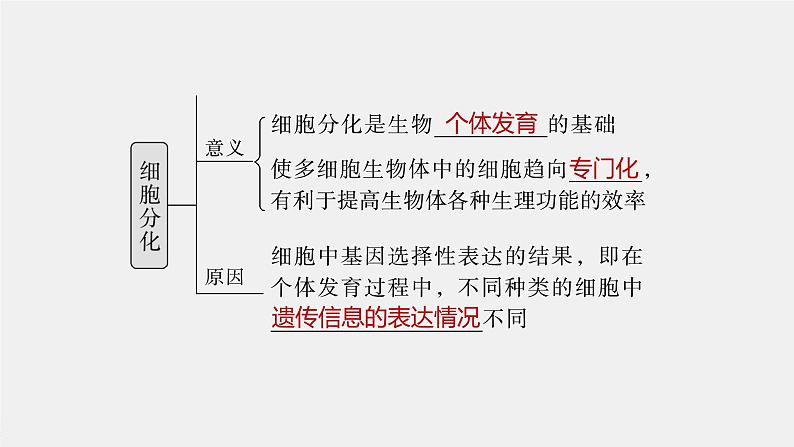 2024年高考生物一轮复习（新人教版） 第4单元　第5课时　细胞的分化、衰老和死亡 练习课件06