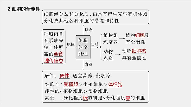 2024年高考生物一轮复习（新人教版） 第4单元　第5课时　细胞的分化、衰老和死亡 练习课件07