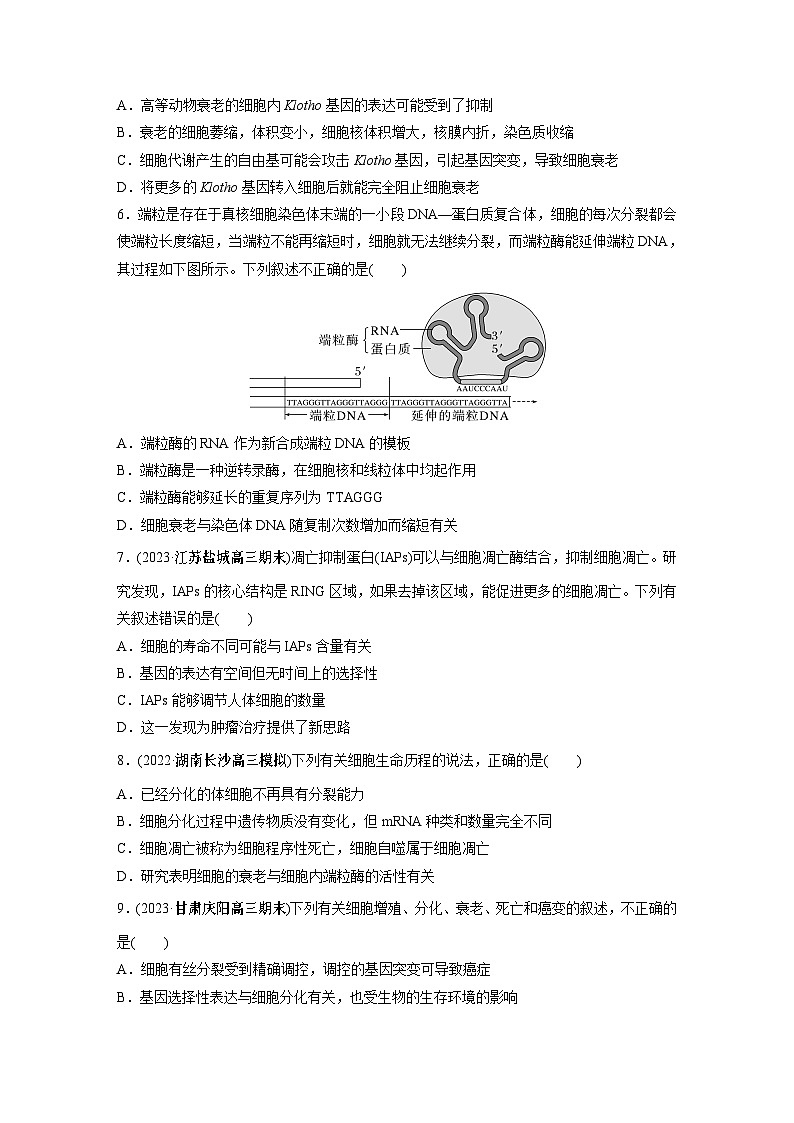 2024年高考生物一轮复习（新人教版） 第4单元　第5课时　细胞的分化、衰老和死亡 练习课件02