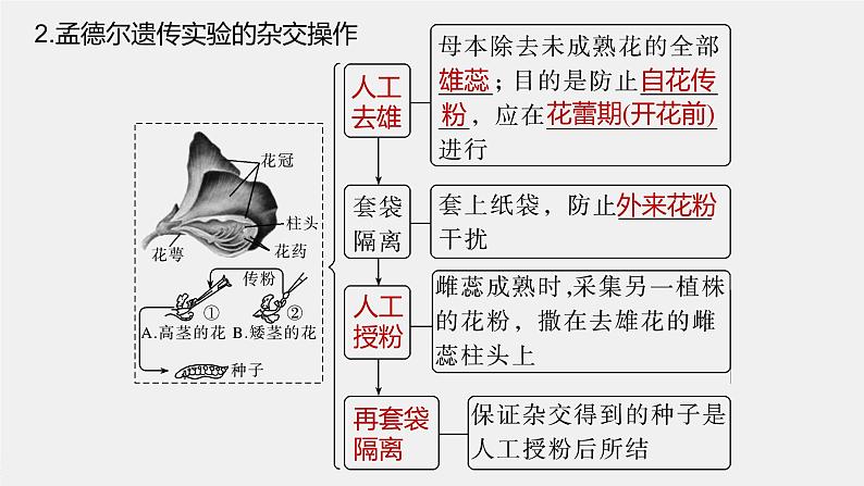 2024年高考生物一轮复习（新人教版） 第5单元　第1课时　分离定律的发现 练习课件07