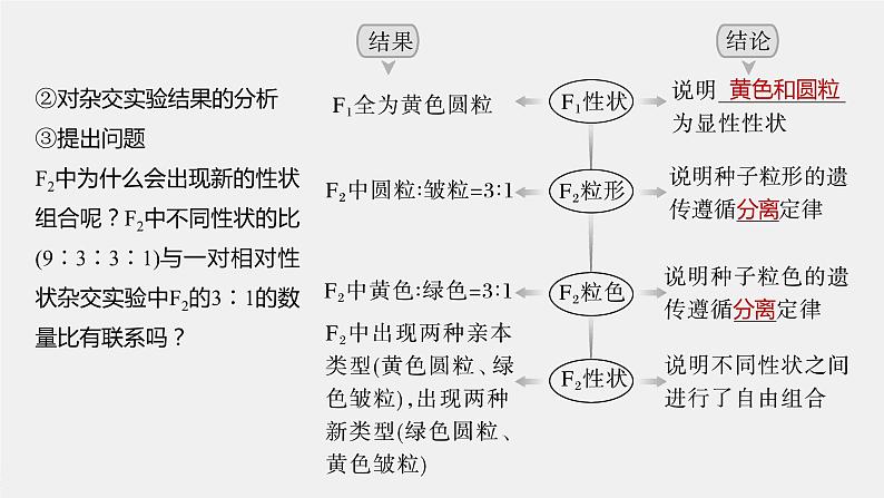 2024年高考生物一轮复习（新人教版） 第5单元　第4课时　自由组合定律的发现及应用第6页