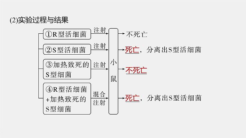 2024年高考生物一轮复习（新人教版） 第6单元　第1课时　DNA是主要的遗传物质 练习课件06