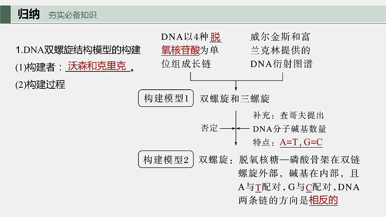 2024年高考生物一轮复习（新人教版） 第6单元　第2课时　DNA的结构与复制 练习课件05