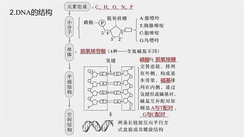 2024年高考生物一轮复习（新人教版） 第6单元　第2课时　DNA的结构与复制 练习课件06