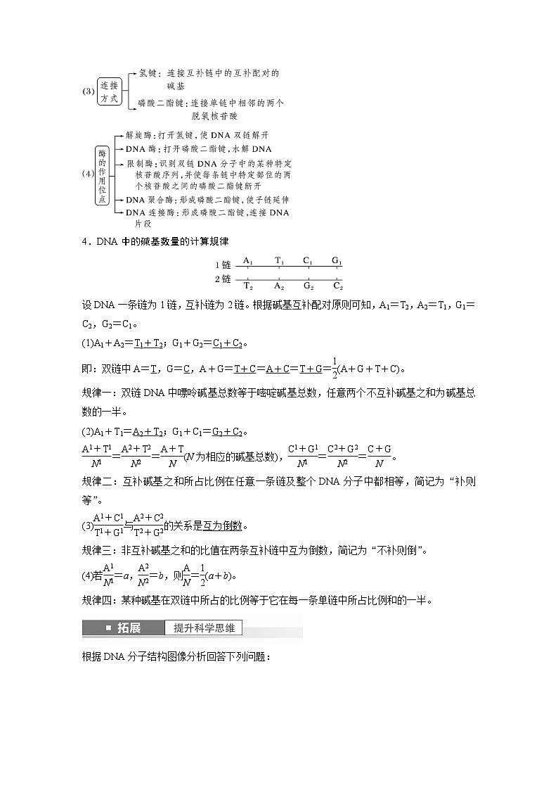 2024年高考生物一轮复习（新人教版） 第6单元　第2课时　DNA的结构与复制第3页