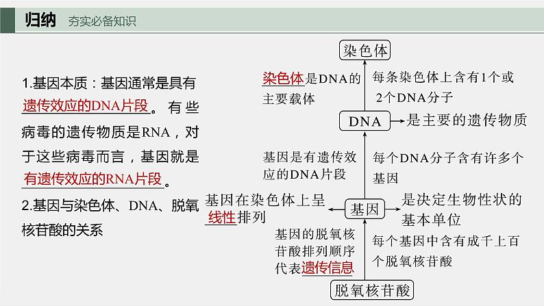 2024年高考生物一轮复习（新人教版） 第6单元　第3课时　基因的概念与表达第5页