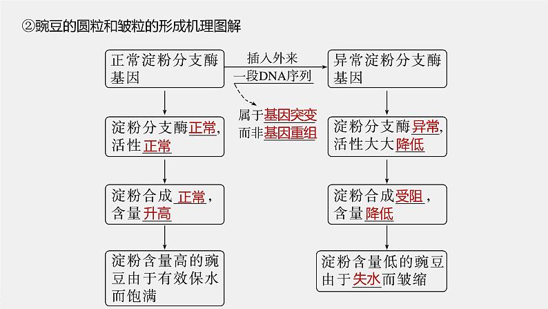 2024年高考生物一轮复习（新人教版） 第6单元　第4课时　基因表达与性状的关系第7页