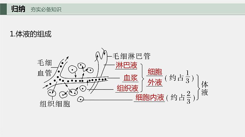 2024年高考生物一轮复习（新人教版） 第8单元　第1课时　人体的内环境与稳态 练习课件05