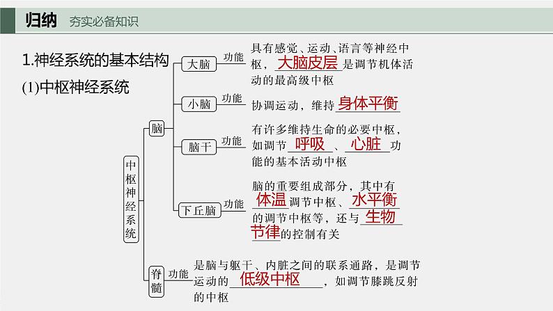 2024年高考生物一轮复习（新人教版） 第8单元　第2课时　神经调节的结构基础及基本方式 练习课件05