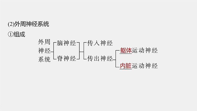 2024年高考生物一轮复习（新人教版） 第8单元　第2课时　神经调节的结构基础及基本方式 练习课件06