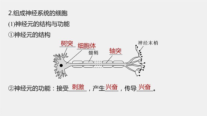 2024年高考生物一轮复习（新人教版） 第8单元　第2课时　神经调节的结构基础及基本方式 练习课件08