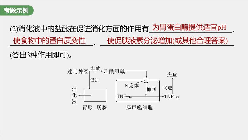 2024年高考生物一轮复习（新人教版） 第8单元　长句表达(四)　个体稳态中相关过程变化机理分析 课件05