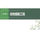 2024年高考生物一轮复习（新人教版） 第10单元　第4课时　动物细胞工程 练习课件