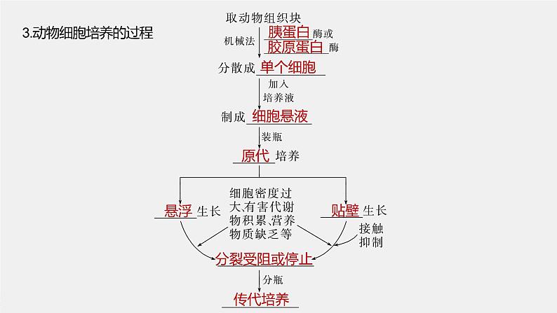 2024年高考生物一轮复习（新人教版） 第10单元　第4课时　动物细胞工程 练习课件07