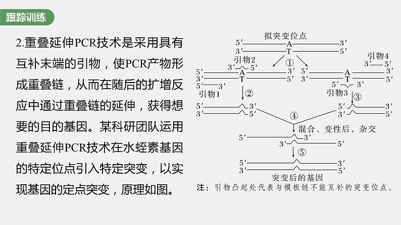 2024年高考生物一轮复习（新人教版） 第10单元　解惑练4　PCR技术拓展应用08