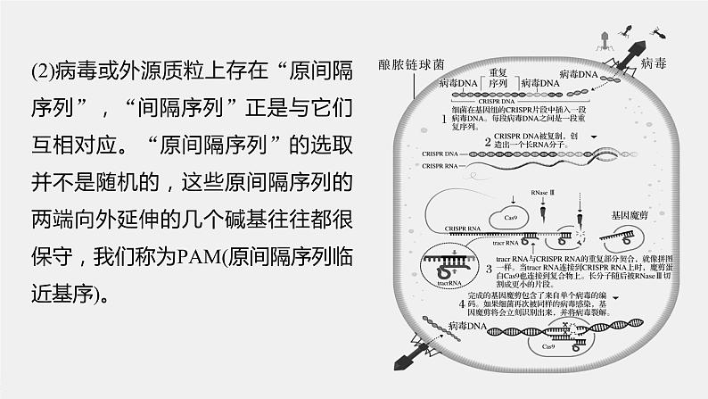 2024年高考生物一轮复习（新人教版） 第10单元　解惑练5　CRISPR Cas9技术03