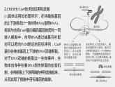 2024年高考生物一轮复习（新人教版） 第10单元　解惑练5　CRISPR Cas9技术