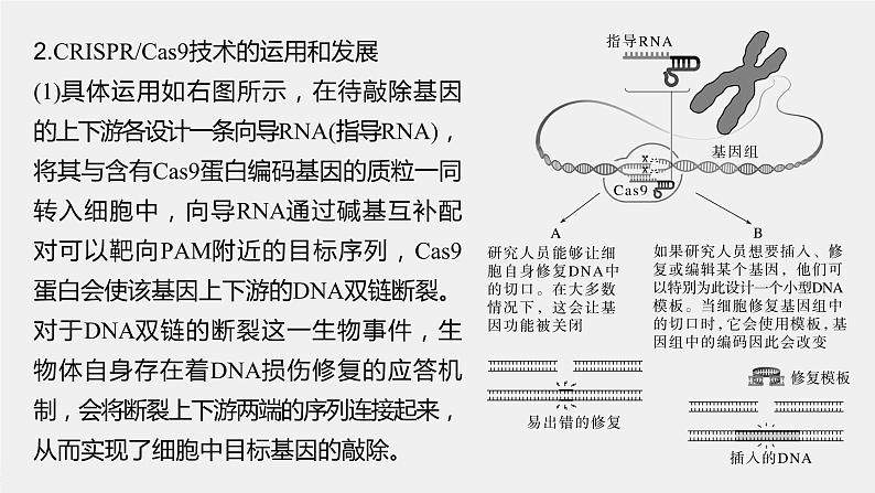 2024年高考生物一轮复习（新人教版） 第10单元　解惑练5　CRISPR Cas9技术05